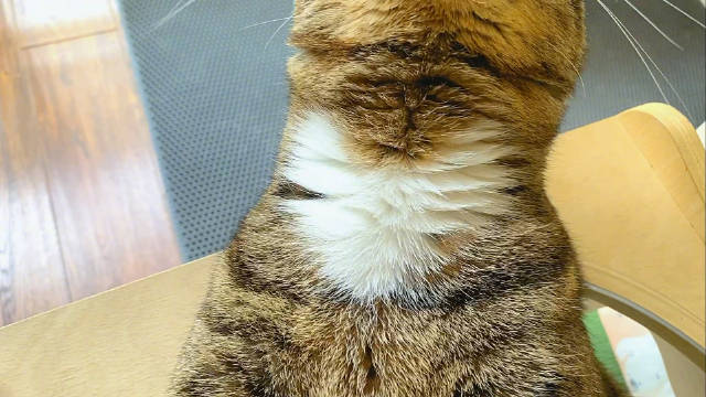 沉氏养居场 猫宁! !